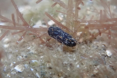 Melanochlamys queritor