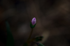 Claytonia rosea