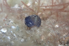 Melanochlamys queritor