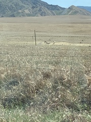 Vulpes macrotis mutica