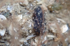 Melanochlamys queritor