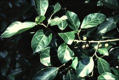 Ficus fraseri