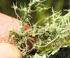 Biatoropsis usnearum
