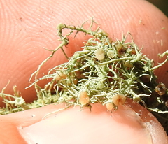 Biatoropsis usnearum