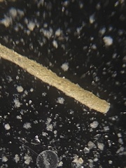 Rhabdammina
