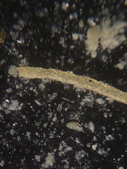 Rhabdammina