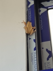 Polypedates leucomystax