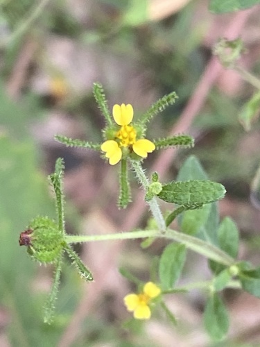 Sigesbeckia orientalis iNat (1)