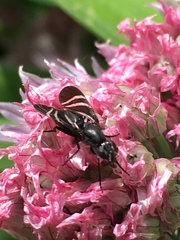 Tritoxa flexa