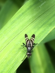 Tritoxa flexa