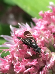 Tritoxa flexa