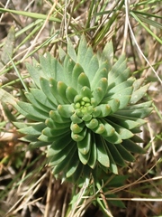 Petrosedum forsterianum