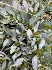 Penstemon barrettiae