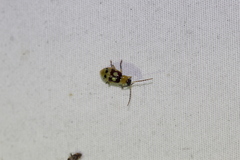 Paranapiacaba connexa