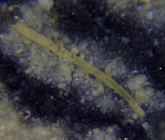 Rhabdammina