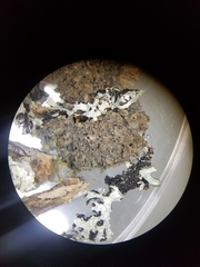 Leptogium laceroides