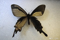 Byasa