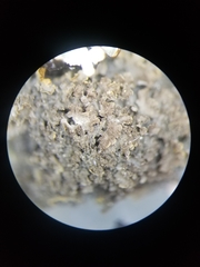 Leptogium laceroides