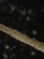 Rhabdammina