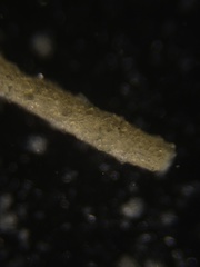 Rhabdammina