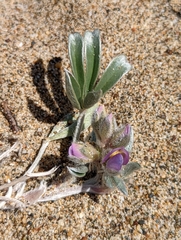Lupinus tidestromii