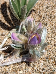 Lupinus tidestromii