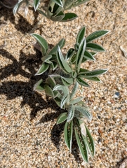 Lupinus tidestromii