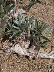 Lupinus tidestromii
