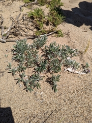 Lupinus tidestromii