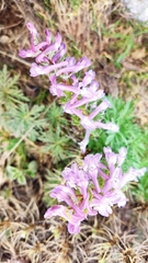 Corydalis solida incisa