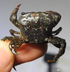 Gaetice depressus