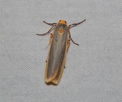 Sozusa scutellata