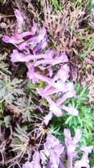 Corydalis solida incisa