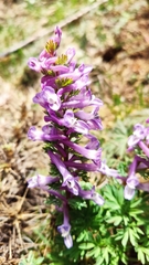 Corydalis solida incisa