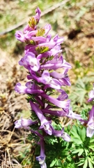 Corydalis solida incisa