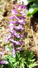 Corydalis solida incisa