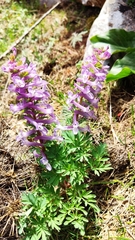 Corydalis solida incisa