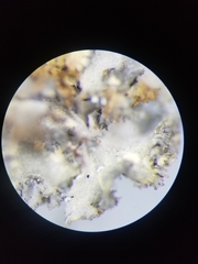 Leptogium laceroides