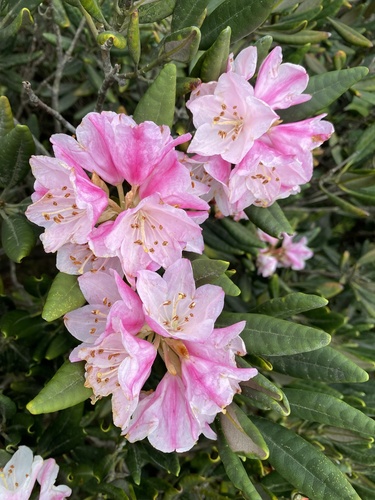 South China Rhododendron (Rhododendron simiarum)