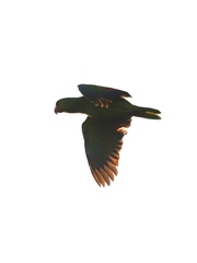 Amazona viridigenalis