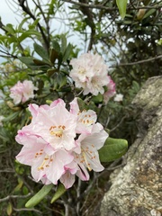 Rhododendron simiarum