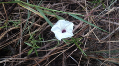 Ipomoea sororia