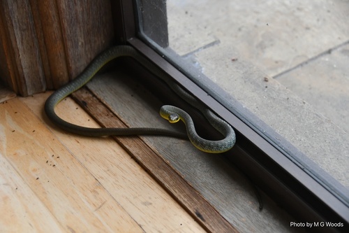 Common Tree Snake sighting