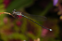 Argia indicatrix