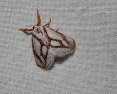 Parapluda invitabilis