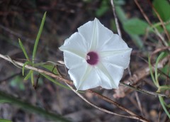 Ipomoea sororia