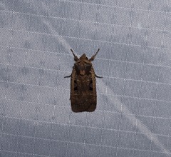 Parabagrotis insularis