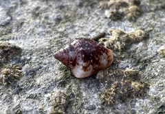 Columbella