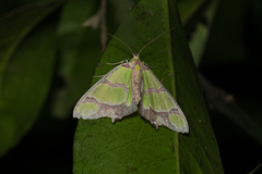 Agathia carissima