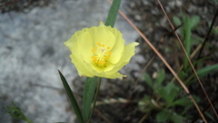 Cienfuegosia yucatanensis